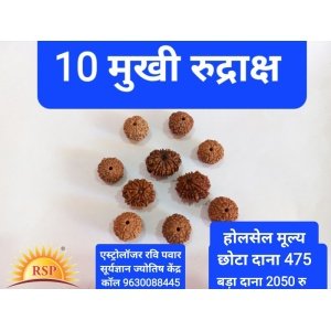 10 मुखी रुद्राक्ष गुरु गृह के लिए 10 Mukhi Rudraksh Round Shape 10 Face Rudraksh Dus Mukhi Rudraksh Ten Face Rudraksh For Guru Grah