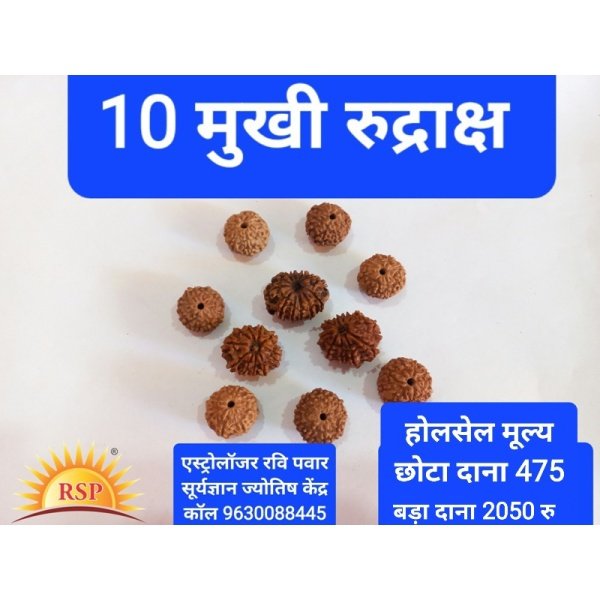 10 मुखी रुद्राक्ष गुरु गृह के लिए 10 Mukhi Rudraksh Round Shape 10 Face Rudraksh Dus Mukhi Rudraksh Ten Face Rudraksh For Guru Grah