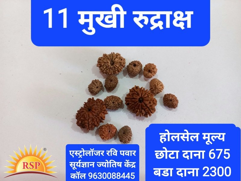 11 मुखी रुद्राक्ष मंगल गृह के लिए 11 Mukhi Rudraksh Round Shape 11 Face Rudraksh Elevan Face Rudraksh For  Mangal Grah