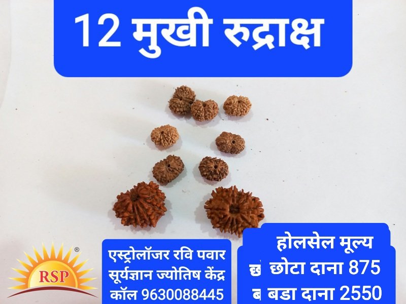 12 मुखी रुद्राक्ष सूर्य गृह के लिए 12 Mukhi Rudraksh Round Shape 12 Face Rudraksh Tweleve Face Rudraksh For Surya Grah