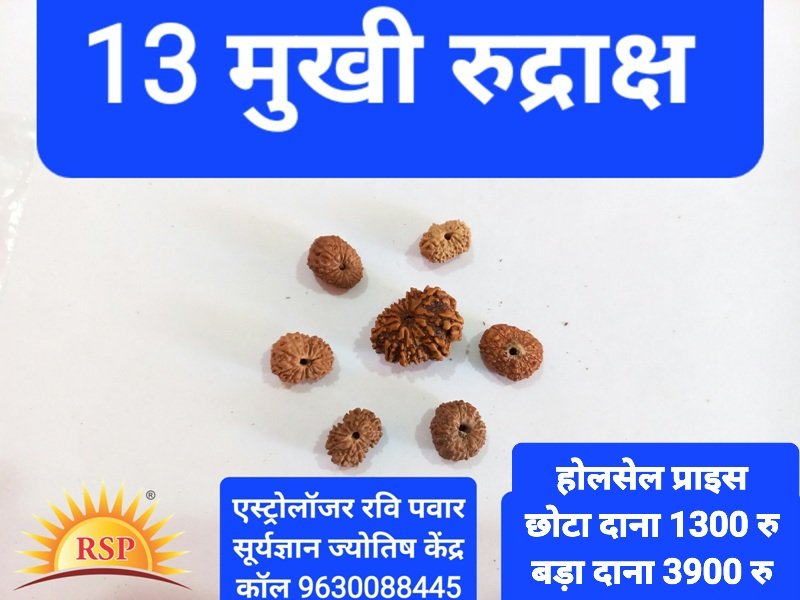 13 मुखी रुद्राक्ष शुक्र गृह के लिए 13 Mukhi Rudraksh Round Shape 13 Face Rudraksh Thirteen Face Rudraksh For Shukra Grah