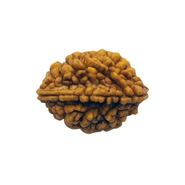 2 मुखी रुद्राक्ष चन्द्र गृह के लिए 2 Mukhi Rudraksh Badam Shape 2 Face Rudraksh Do Mukhi Rudraksh Two Face Rudraksh For Chandra Grah