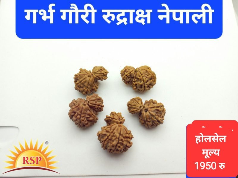 गर्भ गौरी रुद्राक्ष Garbh Gauri Rudraksh For Ladies & Children Pregnent Ladies Rudraksh Ladies Speacial Rudraksh