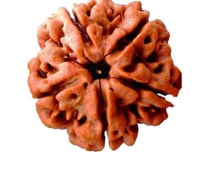 5 मुखी रुद्राक्ष गुरु गृह के लिए 5 Mukhi Rudraksh Round Shape 5 Face Rudraksh Paanch Mukhi Rudraksh Five Face Rudraksh For Guru Grah