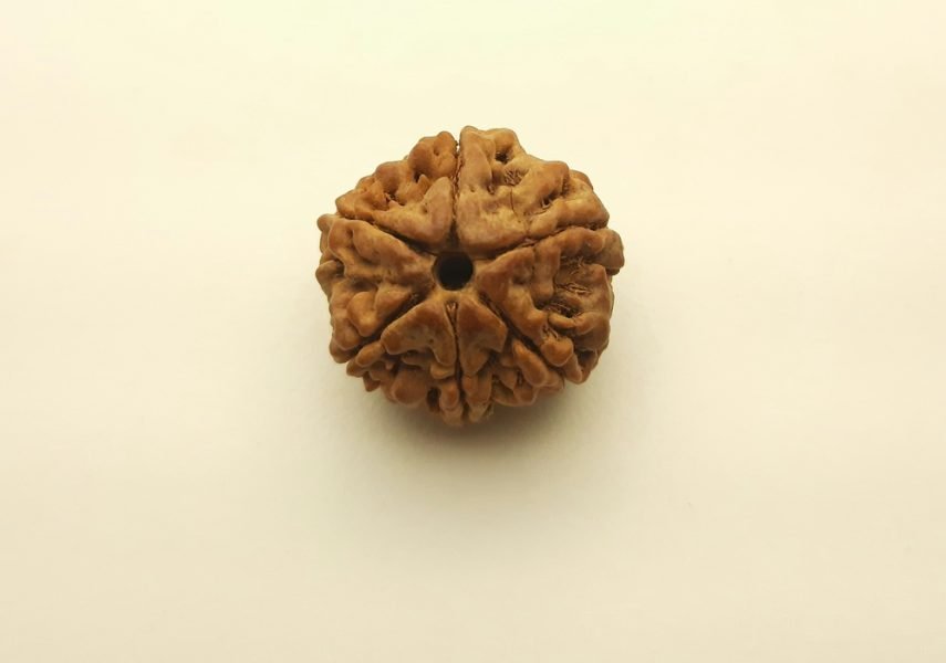 6 मुखी रुद्राक्ष शुक्र गृह के लिए 6 Mukhi Rudraksh Round Shape 6 Face Rudraksh Six Face Rudraksh For Shukra Grah
