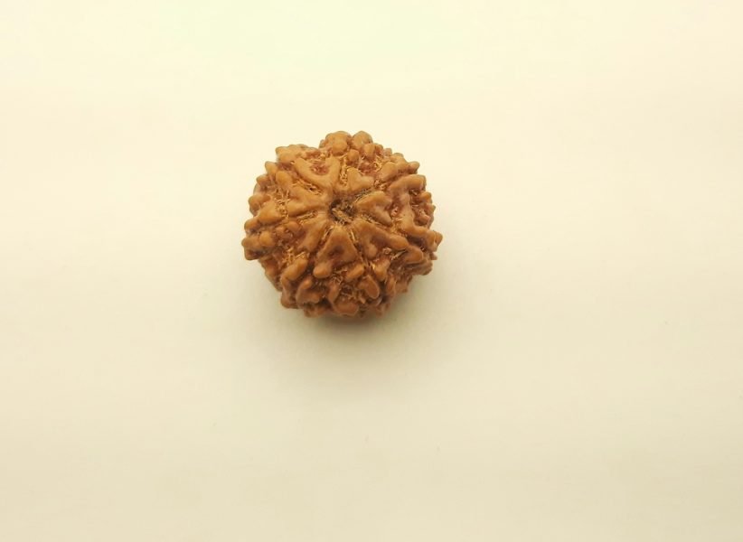7 मुखी रुद्राक्ष शनि गृह के लिए 7 Mukhi Rudraksh Round Shape 7 Face Rudraksh Saat Mukhi Rudraksh Seven Face Rudraksh For Shani Grah