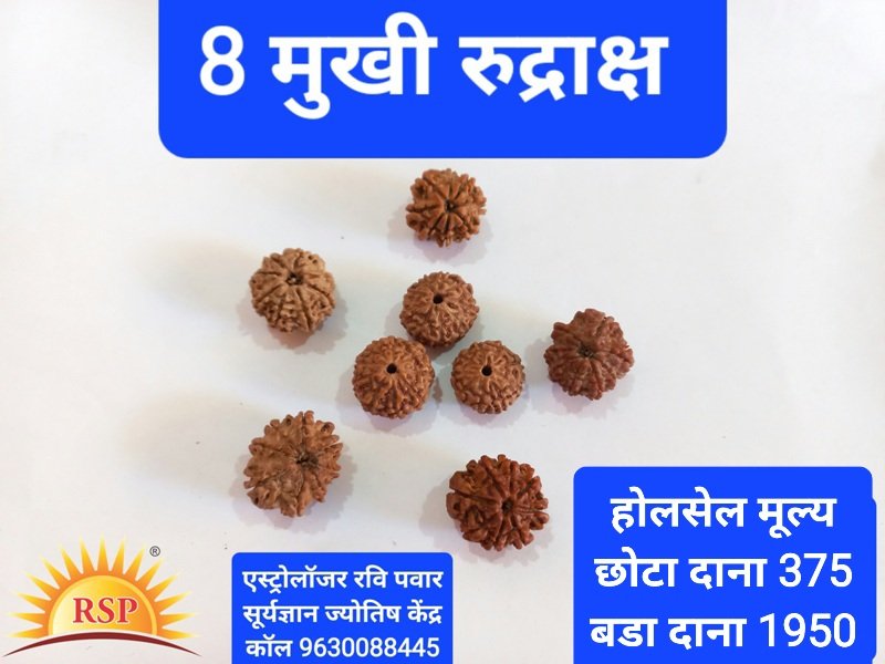 8 मुखी रुद्राक्ष राहू गृह के लिए 8 Mukhi Rudraksh Round Shape 8 Face Rudraksh Eeight Face Rudraksh For Rahu Grah