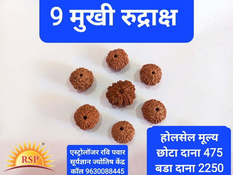 9 मुखी रुद्राक्ष केतू गृह के लिए 9 Mukhi Rudraksh Round Shape 9 Face Rudraksh Nine Face Rudraksh For Ketu  Grah