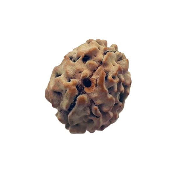 2 मुखी रुद्राक्ष चन्द्र गृह के लिए 2 Mukhi Rudraksh 2 Face Rudraksh