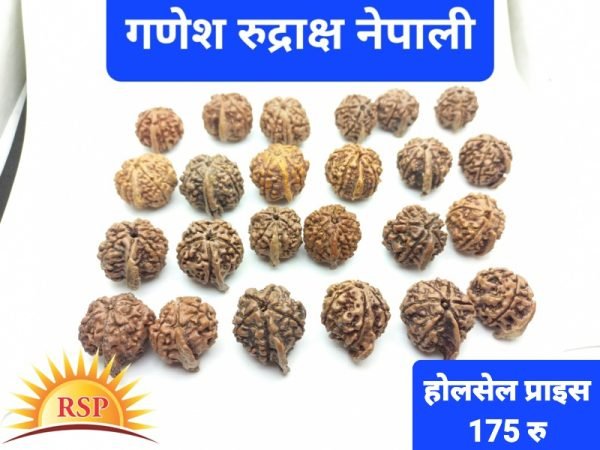 गणेश रुद्राक्ष बुध गृह के लिए Ganesh Rudraksh Ganesh Mukhi Rudraksh For Budh Grah