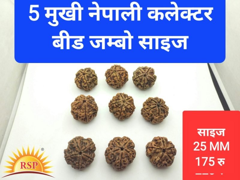 5 मुखी रुद्राक्ष नेपाली कलेक्टर बीड जंबो साइज़ 5 Mukhi Rudraksh Collector Size Bead
