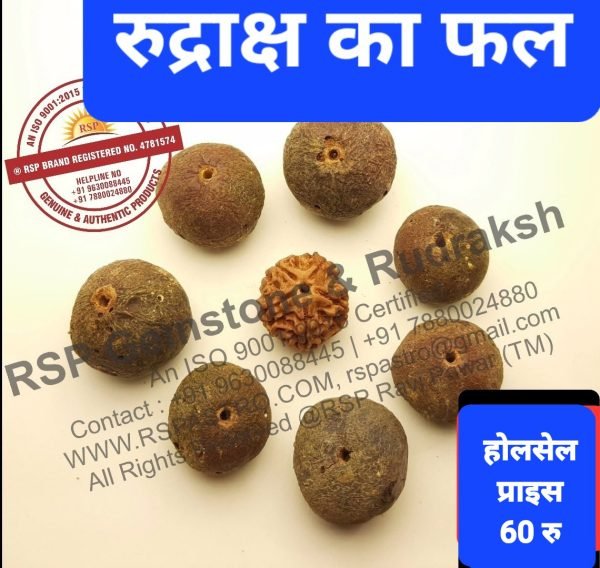 रुद्राक्ष का फल नेपाली Rudraksh Fruit Rudraksh Ka Fal